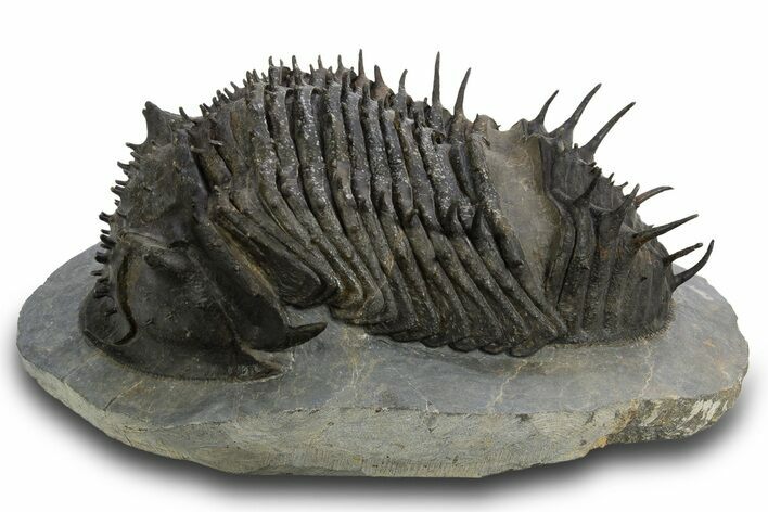 Insane, Spiny, Undescribed Scabrella Trilobite - Morocco #328620